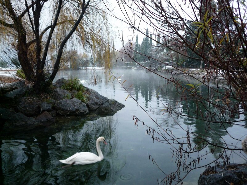 White Swan in Pond — Green