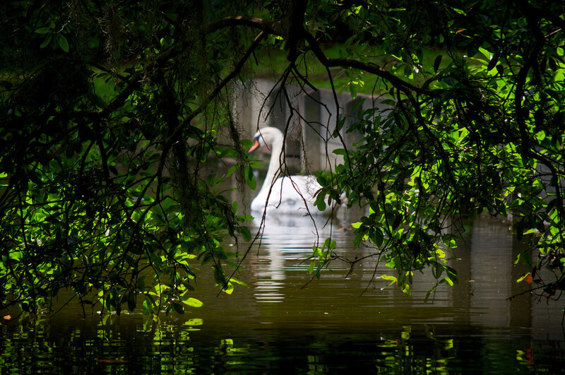 White Swan in Pond