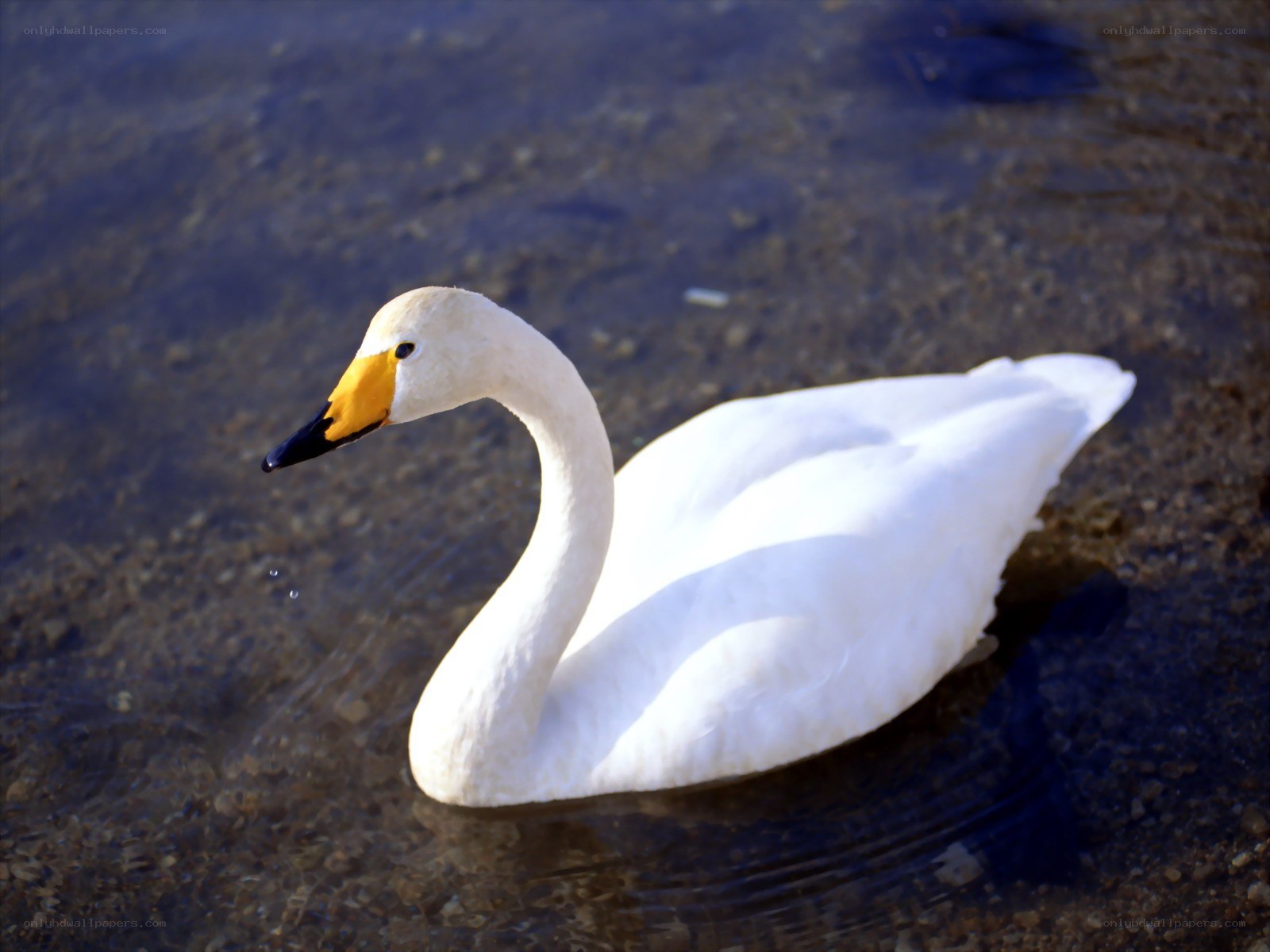 White swan in shallow water