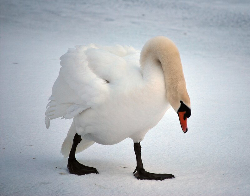 White Swan in Snow — Calm