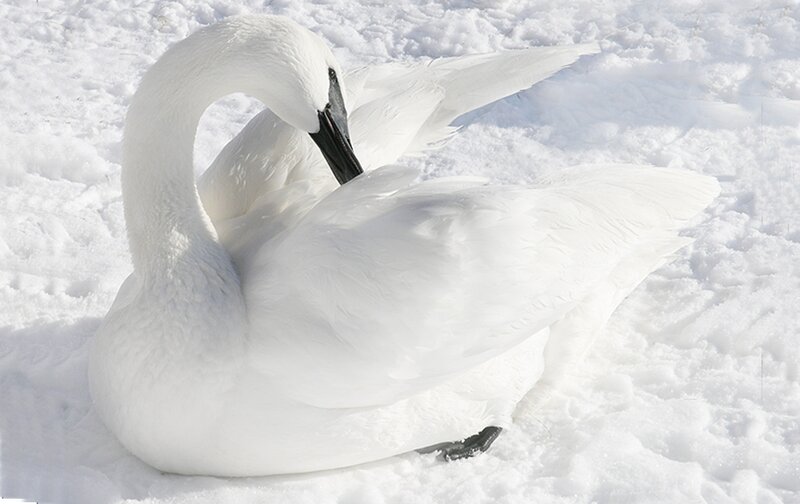 White Swan in Snow