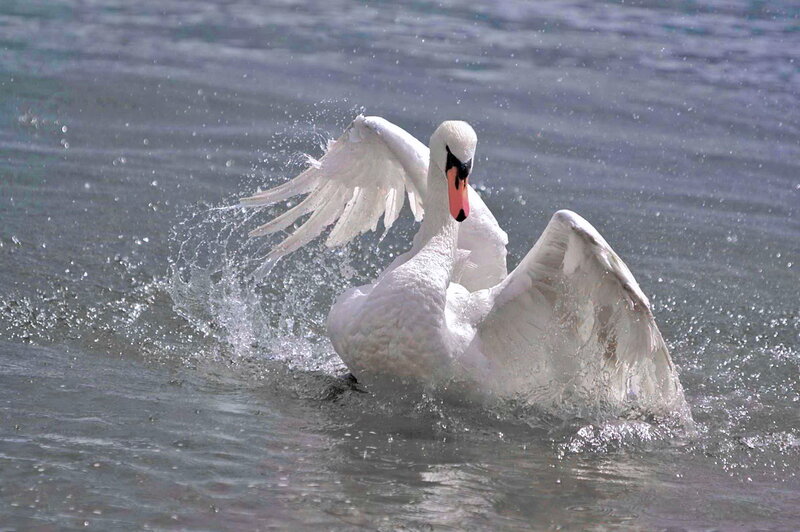 White Swan in Water — Active
