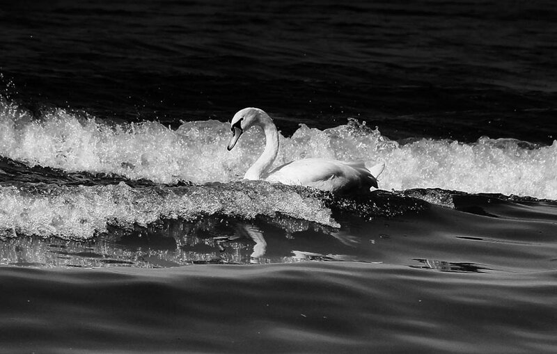 White Swan in Water — Black, Dramatic