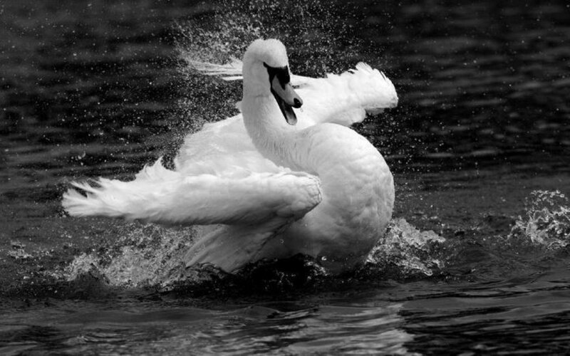 White Swan in Water — Black, Dynamic