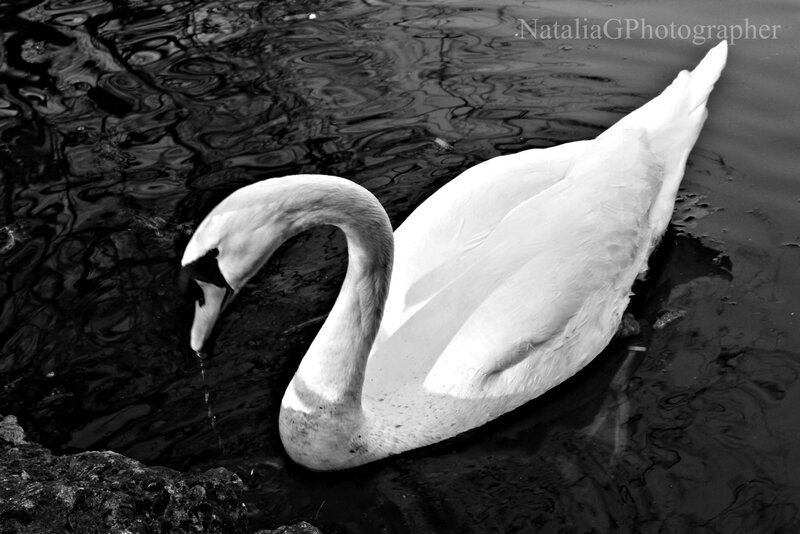 White Swan in Water — Black, Serene