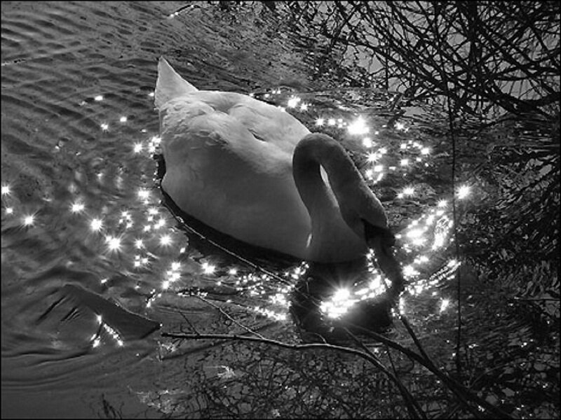 White Swan in Water — Black