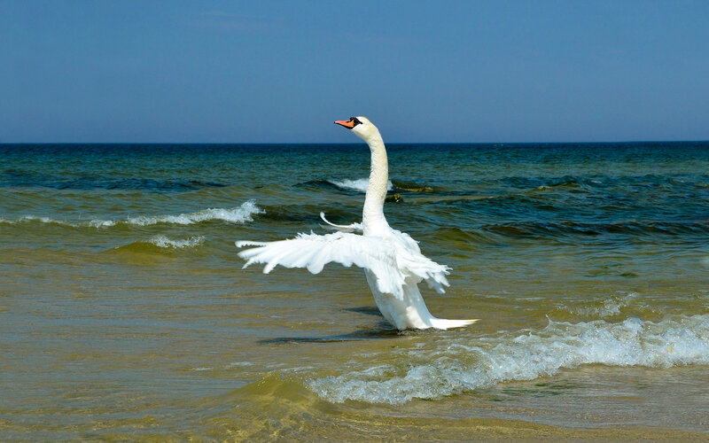White Swan in Water — Blue, Calm