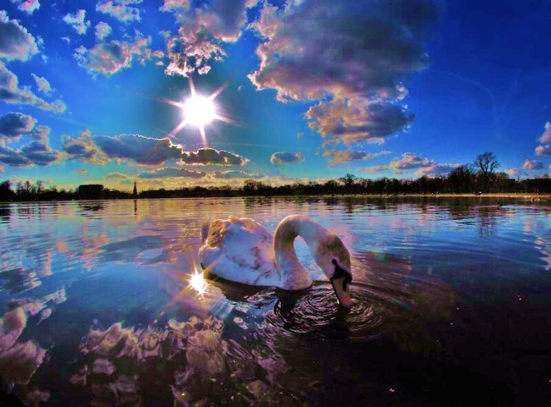 White Swan in Water — Blue, Dramatic