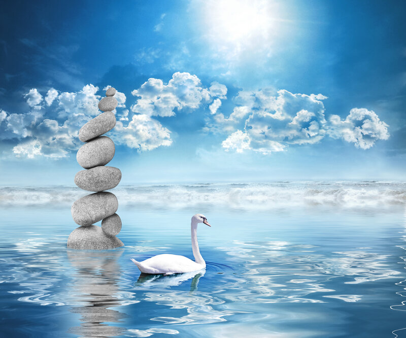White Swan in Water — Blue, Serene, Afternoon