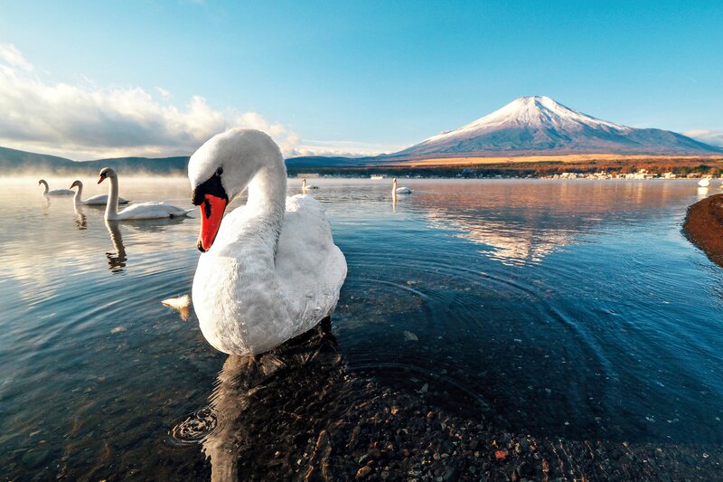 White Swan in Water — Blue, Serene, Morning, Photograph