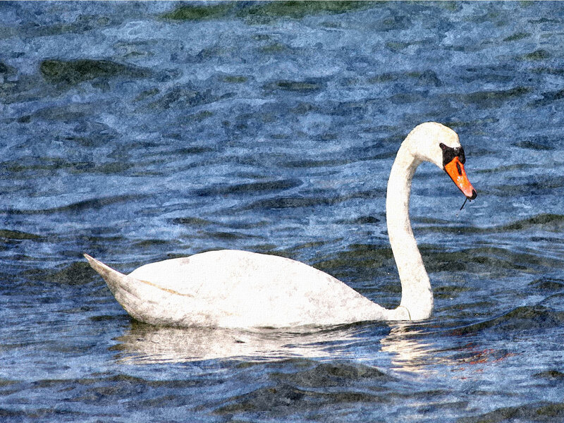White Swan in Water — Blue, Serene, Painting