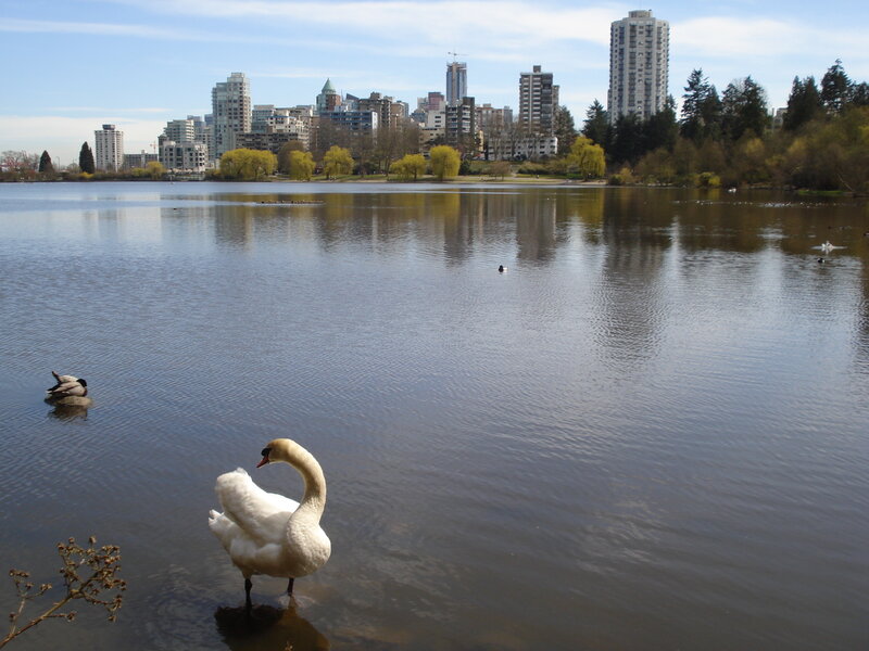 White Swan in Water — Blue, Serene, Spring
