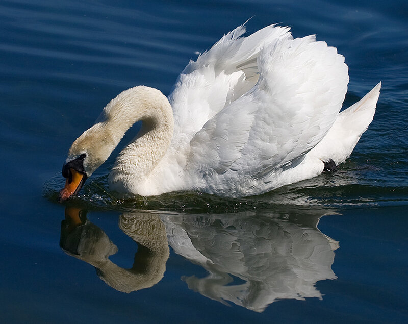 White Swan in Water — Blue, Serene