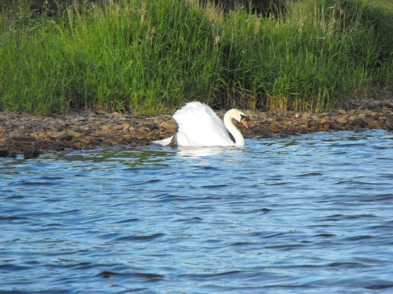 White Swan in Water — Blue