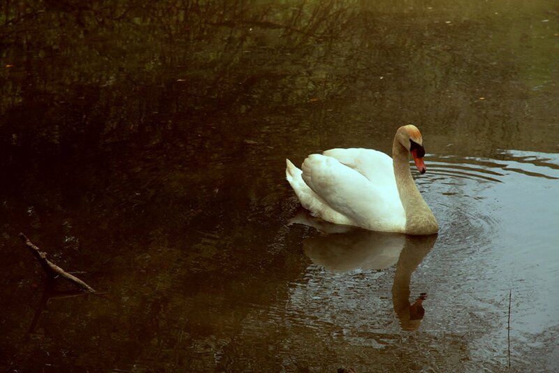 White Swan in Water — Brown