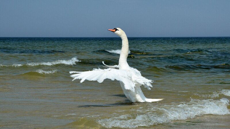White Swan in Water — Calm, Afternoon, Photograph, Ocean