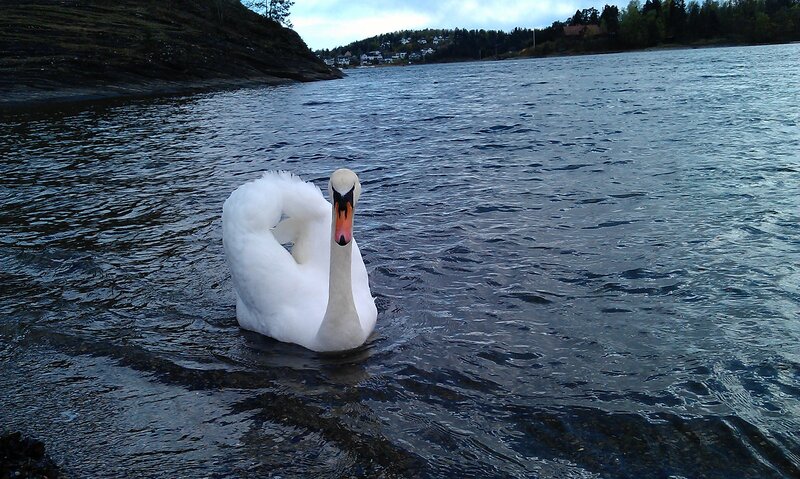 White Swan in Water — Calm, Afternoon, Photograph, Shoreline