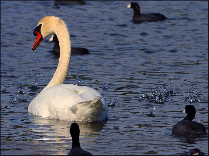White Swan in Water — Calm, Afternoon