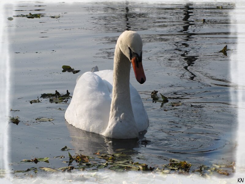 White Swan in Water — Calm, Autumn