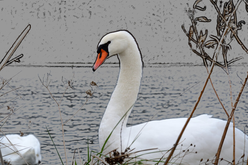 White Swan in Water — Calm, Illustration