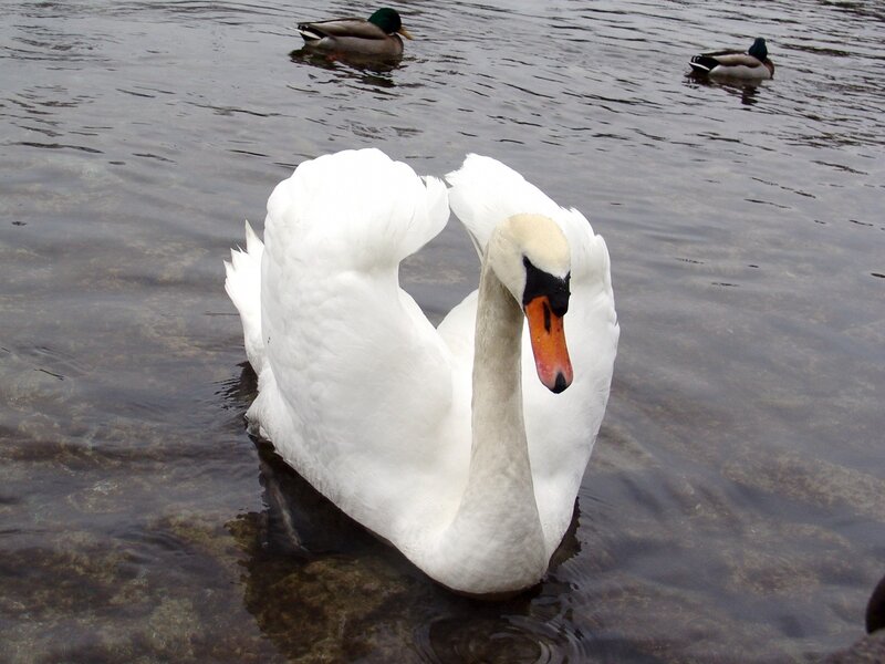 White Swan in Water — Calm, Photograph, Ducks