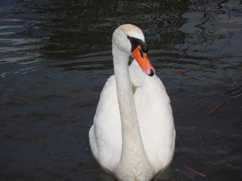 White Swan in Water — Calm, Photograph