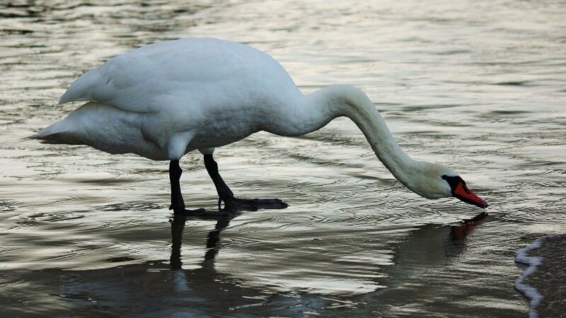 White Swan in Water — Calm, Sunset