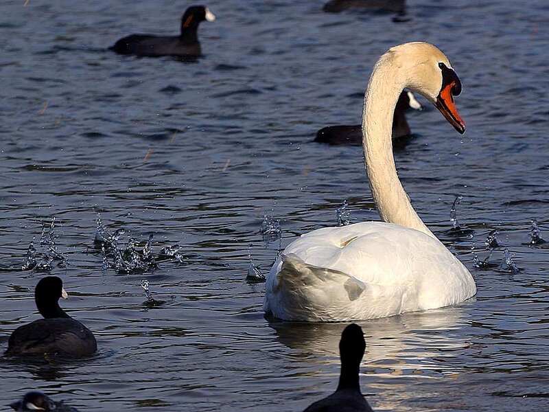 White Swan in Water — Calm