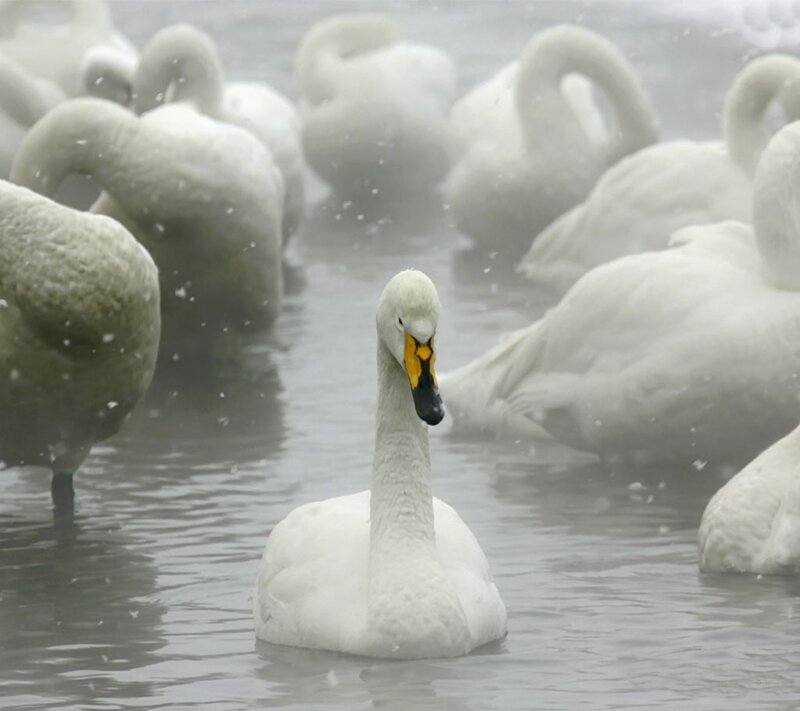 White Swan in Water — Calm, Winter