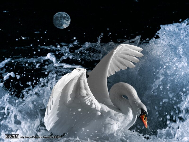 White Swan in Water — Dramatic, Night, Digital Art, Moon