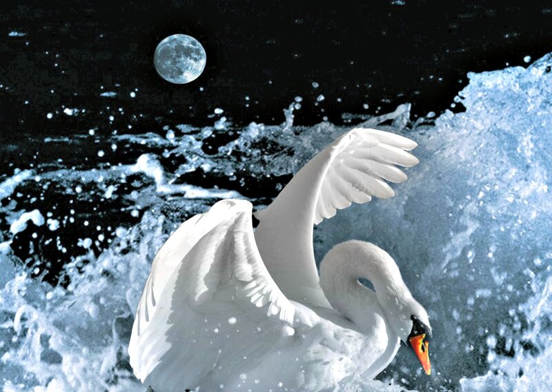 White Swan in Water — Dramatic, Night, Digital Art