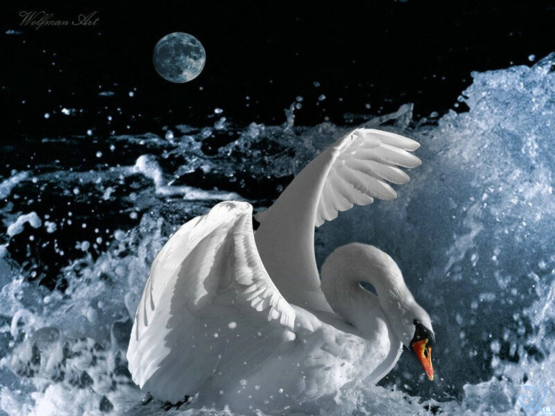 White Swan in Water — Dramatic, Night