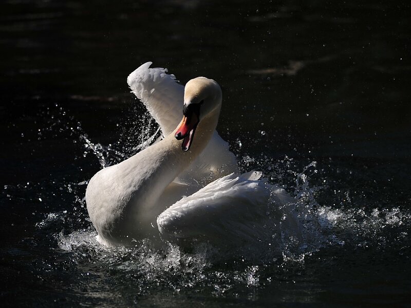 White Swan in Water — Dramatic
