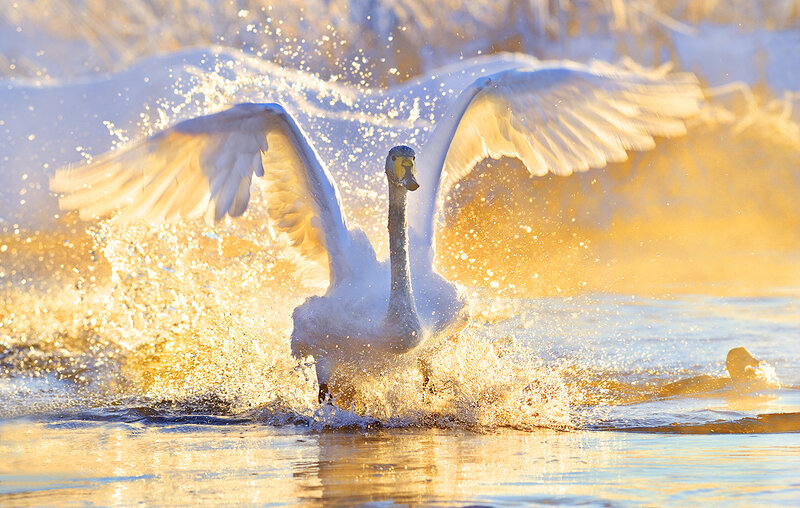 White Swan in Water — Dynamic, Sunset