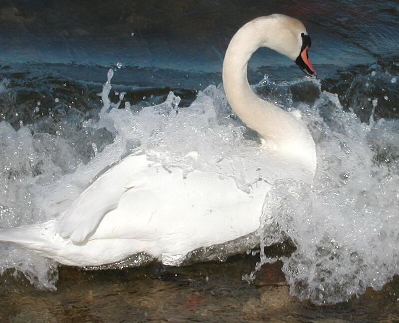 White Swan in Water — Dynamic