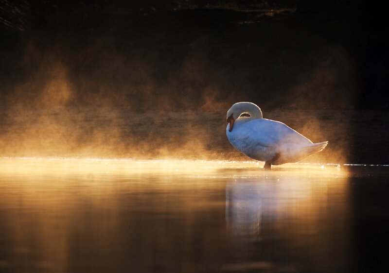 White Swan in Water — Gold