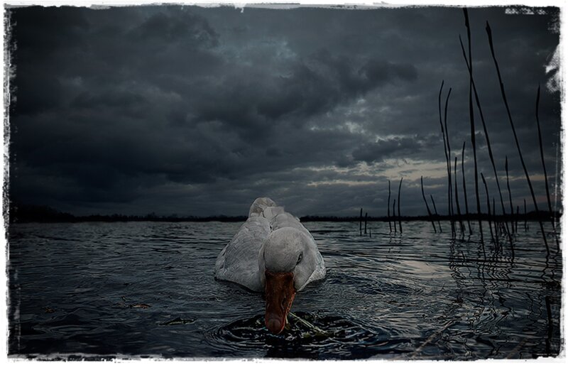 White Swan in Water — Gray