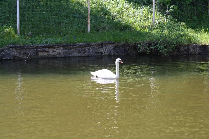 White Swan in Water — Green, Serene, Afternoon, Photograph