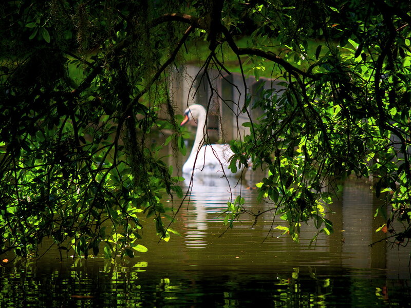 White Swan in Water — Green, Serene
