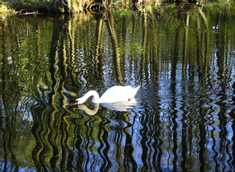 White Swan in Water — Green