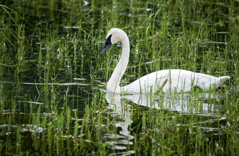 White Swan in Water — Serene, Afternoon, Photograph, Grass