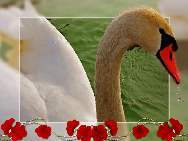 White Swan in Water — Serene, Photograph, Red Flowers