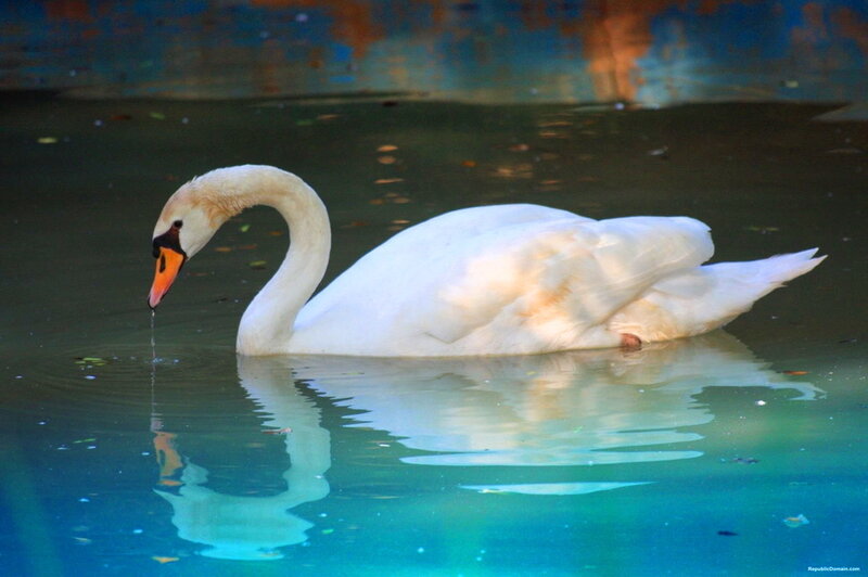 White Swan in Water — Serene, Photograph