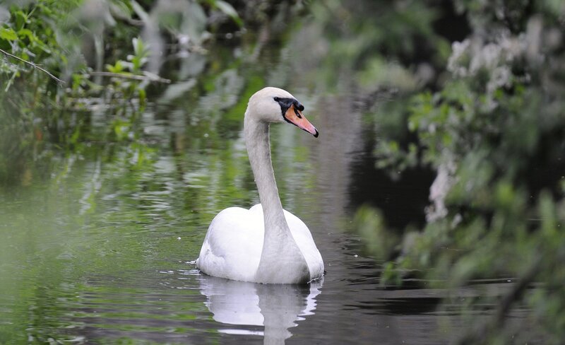 White Swan in Water — Serene, Photograph, Trees