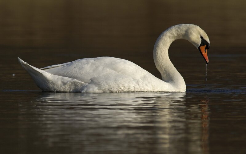 White Swan in Water — Serene, Sunset, Photograph, Beak