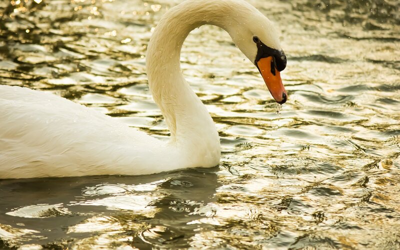 White Swan in Water — Serene, Sunset
