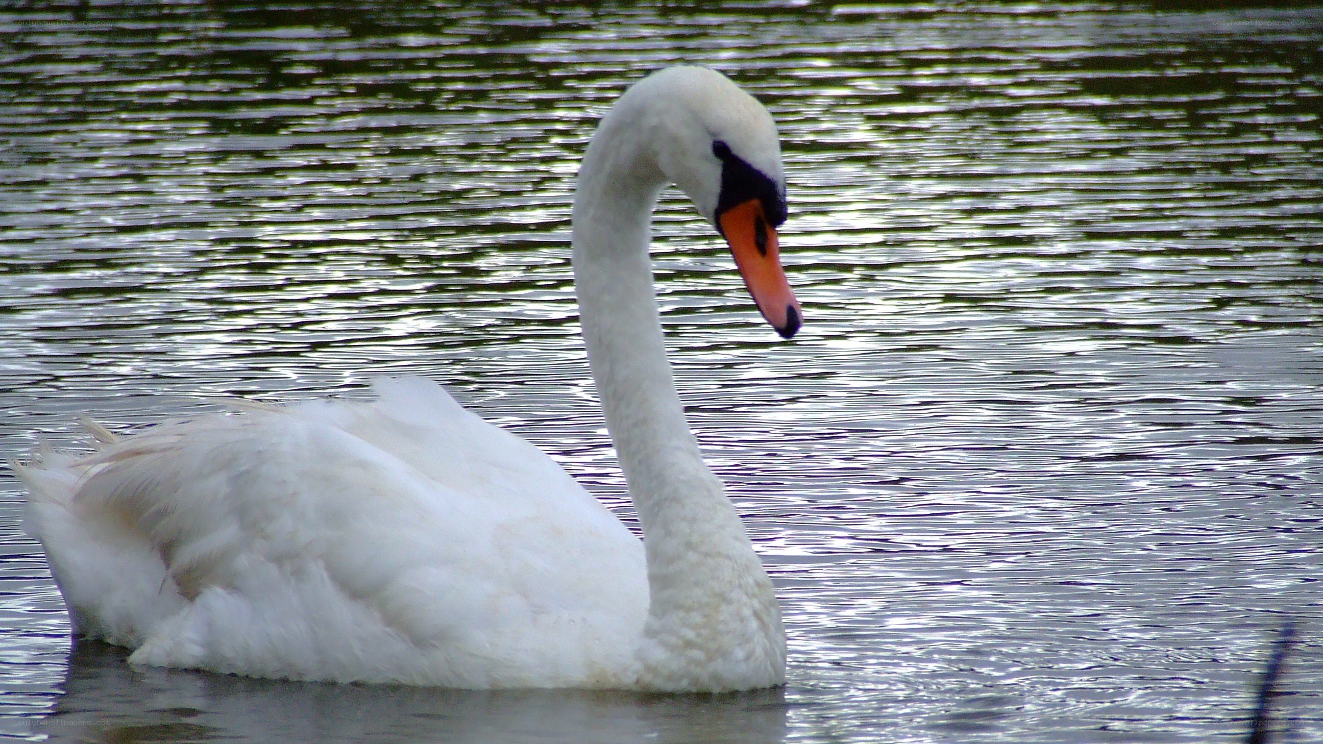 White swan on a lake