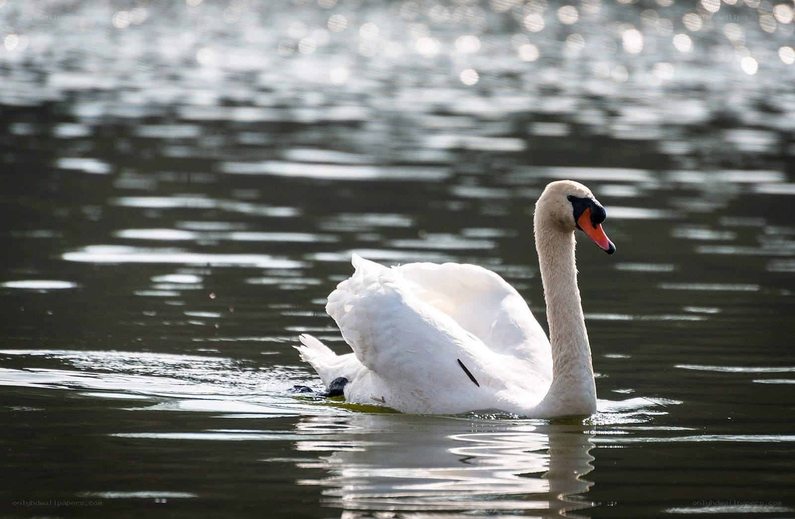 White swan on a lake