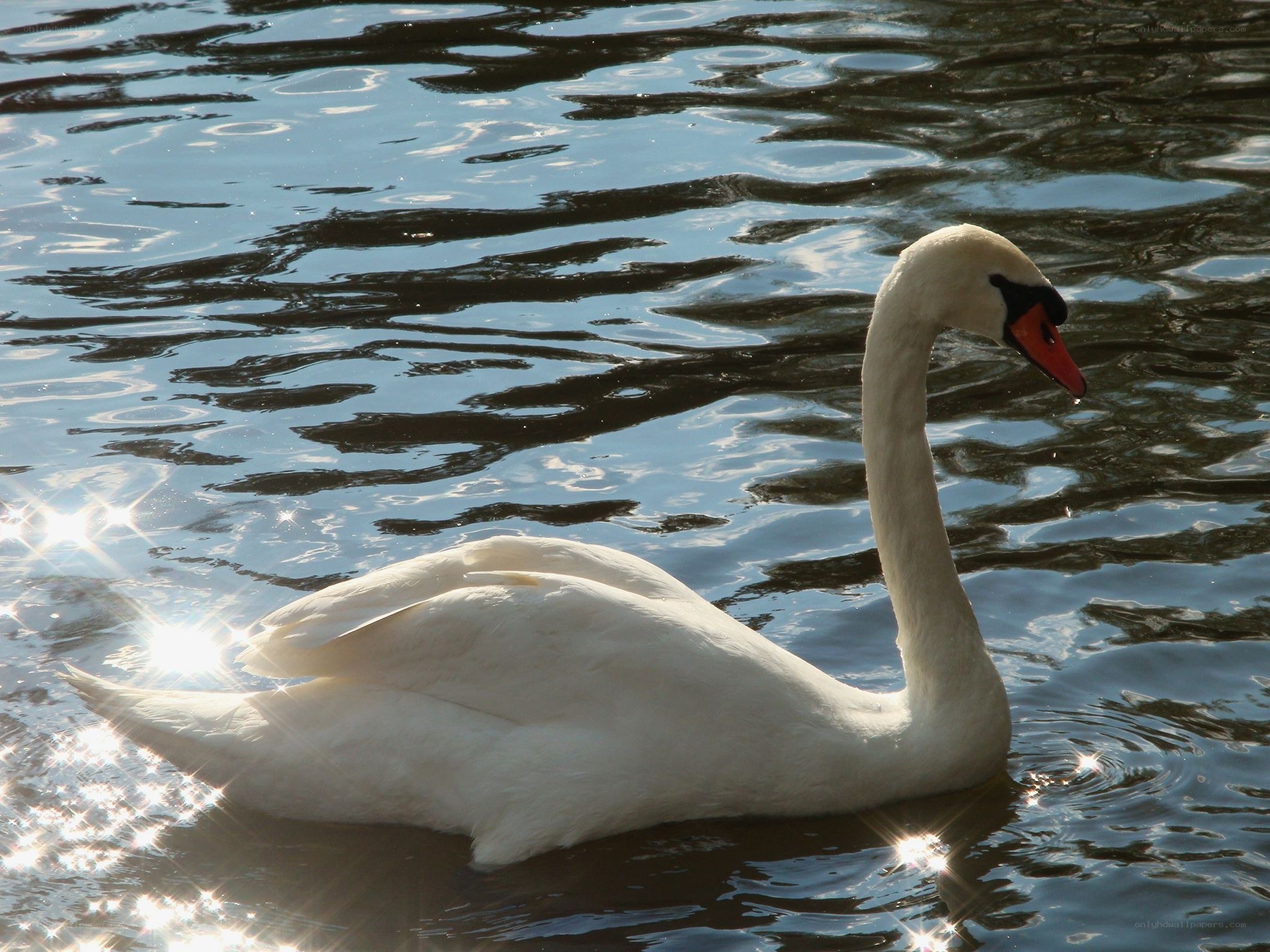 White swan on a lake