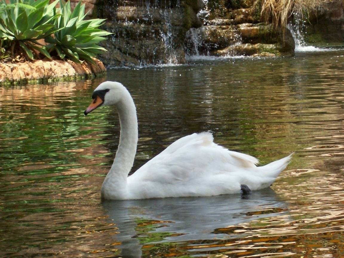 White swan on a pond